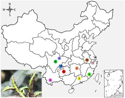 Population Genetics of the Black Citrus Aphid Aphis aurantii (Hemiptera, Aphididae) in China